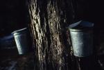 Maple Sugaring 30-20-04485