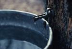 Maple Sugaring 30-20-05956