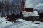 Maple Sugaring 30-20-06049