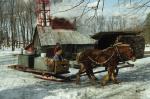 Maple Sugaring 30-20-06061