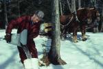 Maple Sugaring 30-20-06091