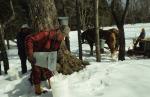 Maple Sugaring 30-20-06104