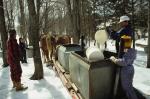 Maple Sugaring 30-20-06157