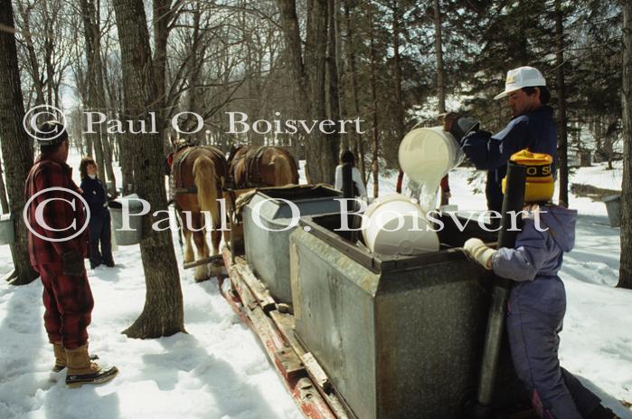 Maple Sugaring 30-20-06157