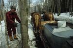 Maple Sugaring 30-20-06179