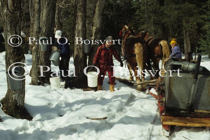 Maple Sugaring 30-20-06228