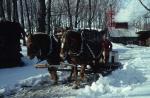 Maple Sugaring 30-20-06229