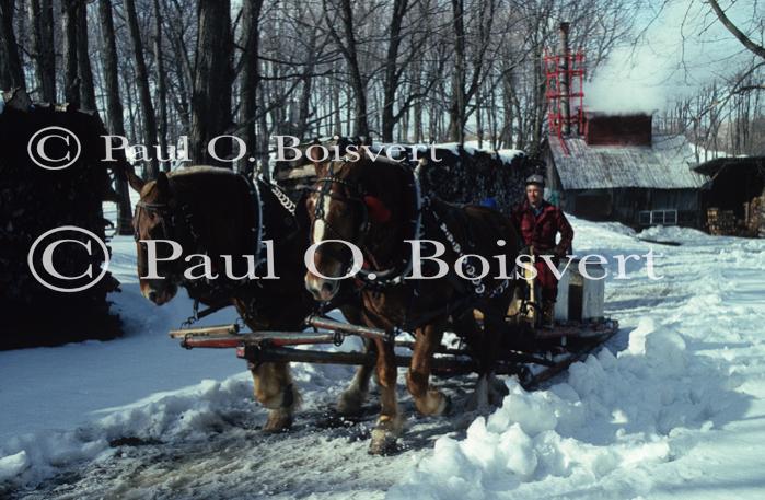 Maple Sugaring 30-20-06229