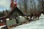 Maple Sugaring 30-20-06237