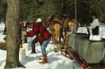 Maple Sugaring 30-20-06257