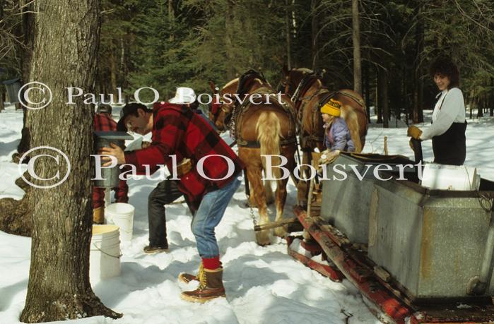 Maple Sugaring 30-20-06257