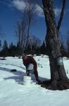 Maple Sugaring 30-20-06262