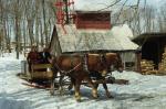 Maple Sugaring 30-20-06270