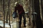 Maple Sugaring 30-20-06693