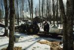 Maple Sugaring 30-20-06731