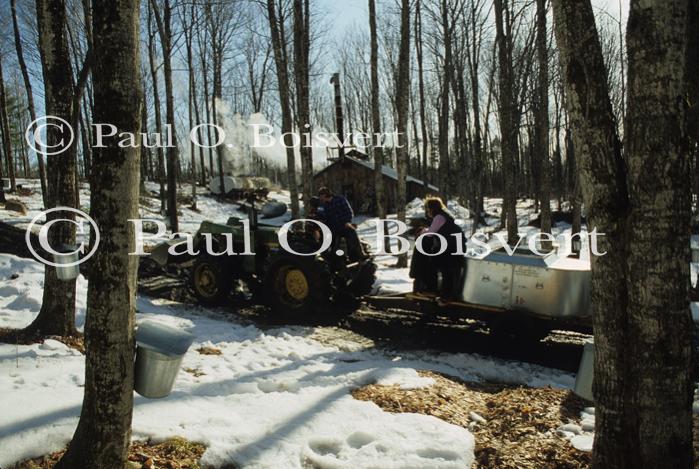 Maple Sugaring 30-20-06731