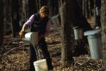 Maple Sugaring 30-20-06746