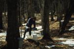 Maple Sugaring 30-20-06751