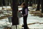 Maple Sugaring 30-20-06769