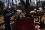 Maple Sugaring 30-20-06861