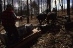 Maple Sugaring 30-20-06935