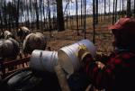 Maple Sugaring 30-20-06936