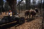 Maple Sugaring 30-20-06944