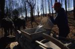 Maple Sugaring 30-20-06945