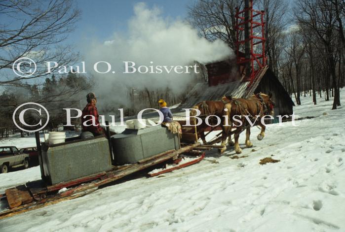 Maple Sugaring 30-20-07490