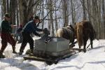 Maple Sugaring 30-20-07717