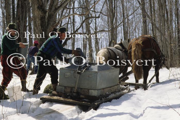 Maple Sugaring 30-20-07717