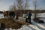 Maple Sugaring 30-20-07767