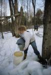 Maple Sugaring 30-20-07782