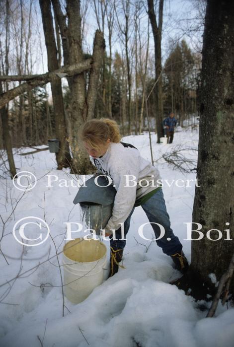 Maple Sugaring 30-20-07782