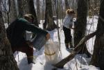 Maple Sugaring 30-20-07880