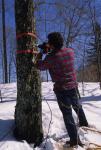 Maple Sugaring 30-20-08569