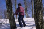 Maple Sugaring 30-20-08578