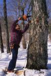 Maple Sugaring 30-20-08657