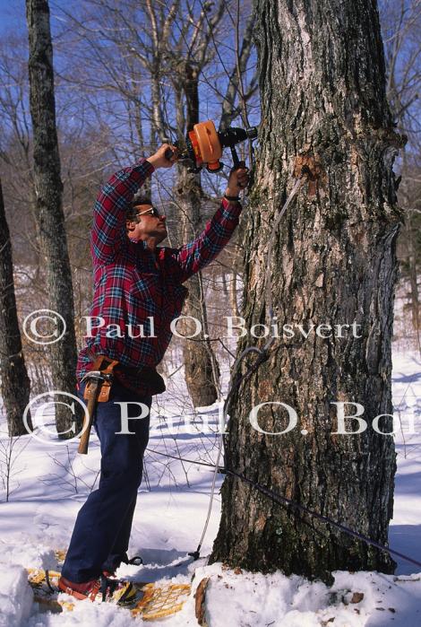 Maple Sugaring 30-20-08657