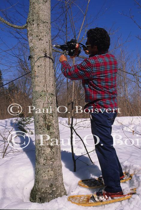 Maple Sugaring 30-20-