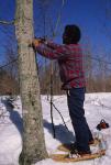 Maple Sugaring 30-20-08662