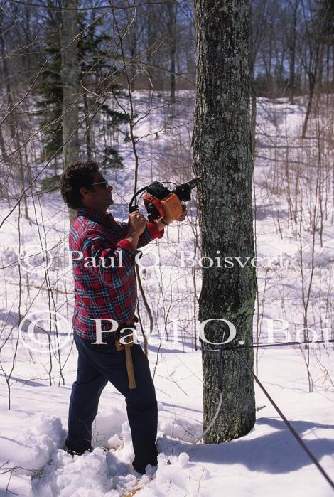 Maple Sugaring 30-20-08670