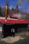 Maple Sugaring 30-20-08791