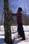 Maple Sugaring 30-20-08875