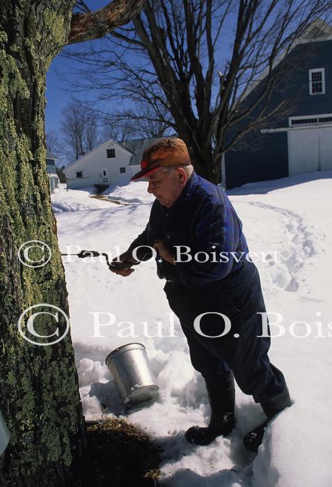 Maple Sugaring 30-20-09165