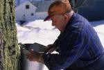 Maple Sugaring 30-20-09183