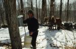 Maple Sugaring 30-20-09545