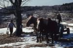 Maple Sugaring 30-20-09546