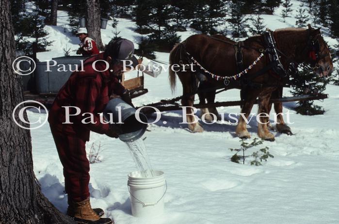 Maple Sugaring 30-20-09559