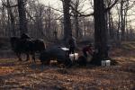 Maple Sugaring 30-20-10035